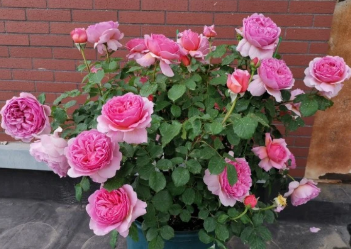 樱花公主月季的优缺点