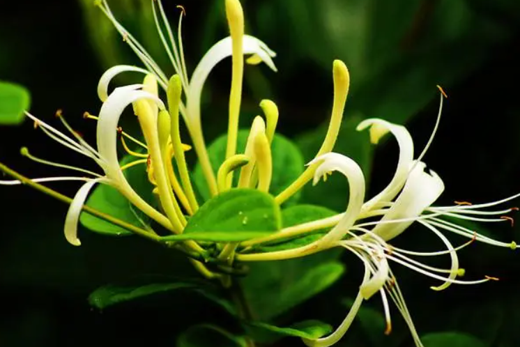 盆栽金银花怎么提根