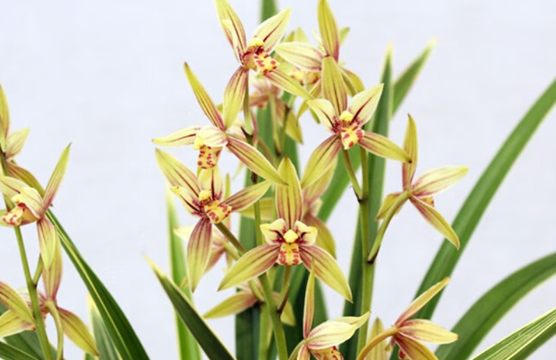 黄金彩虹兰花为什么那么便宜