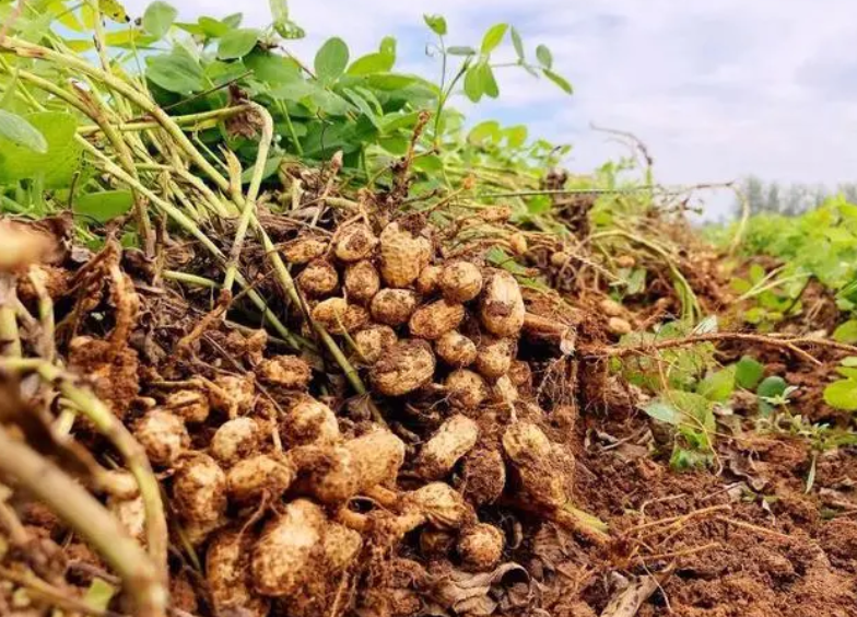 花生种植条件气候土壤