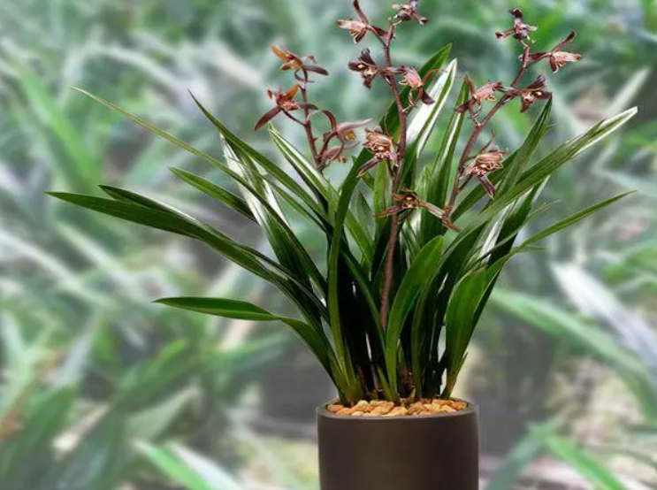 兰花植料干到什么程度浇最好