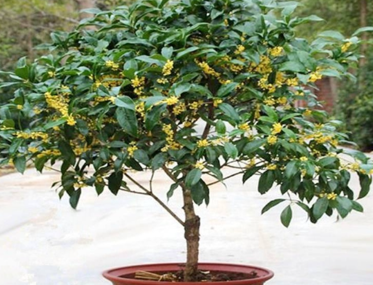 盆栽桂花冬季需要施肥吗