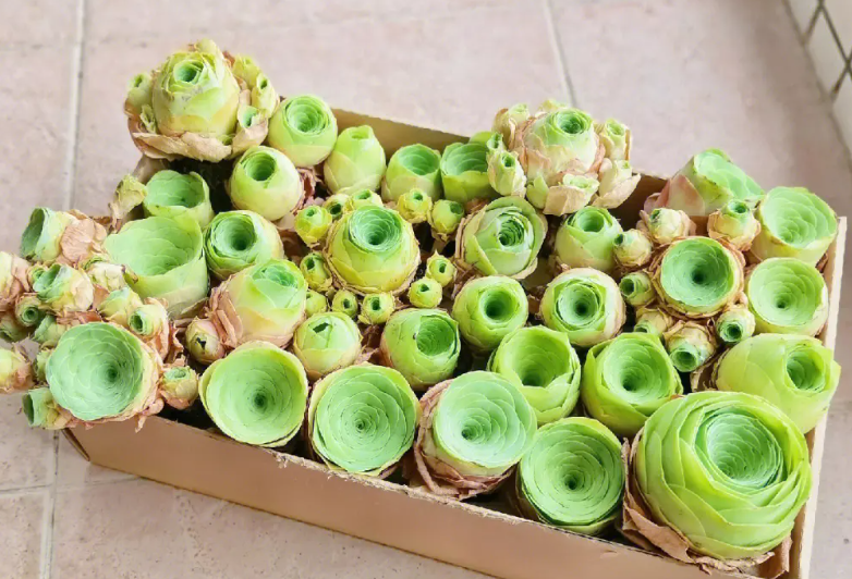 多肉玫瑰开花怎么处理