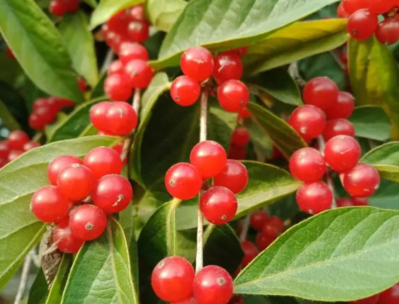 结满红色的小果实的树