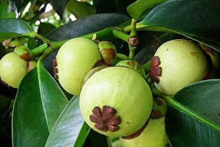 山竹树在河南能种植吗