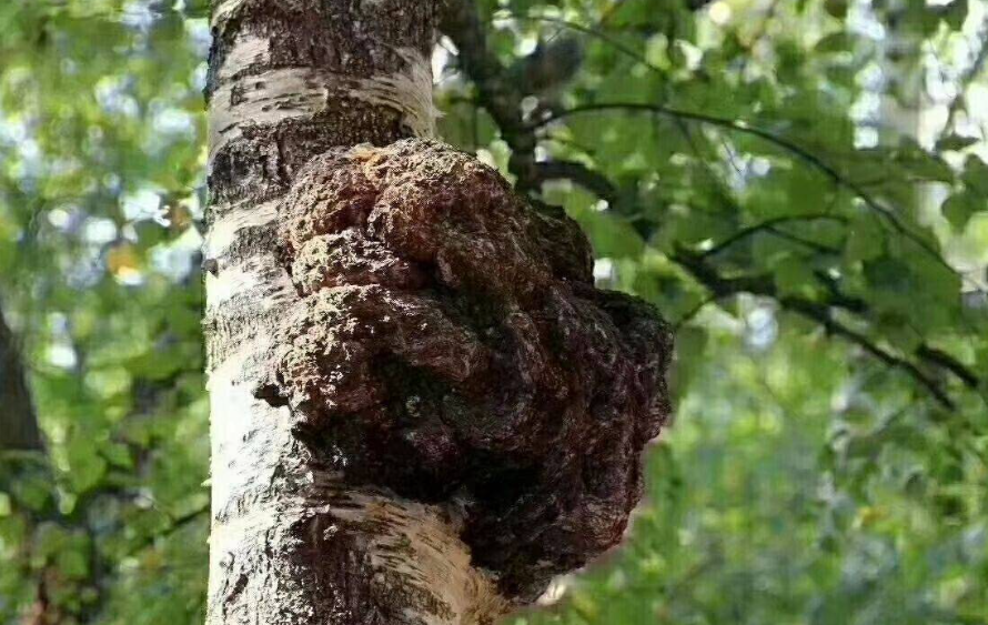 桦树茸生长在什么地方