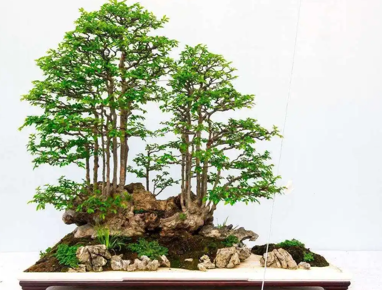 小叶榆树盆景用什么土