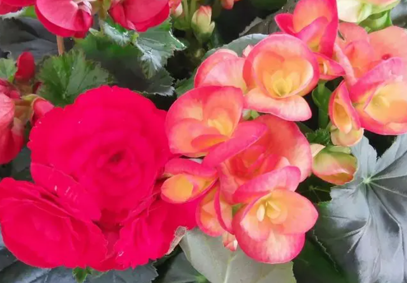 海棠玫瑰花的养殖方法和注意事项