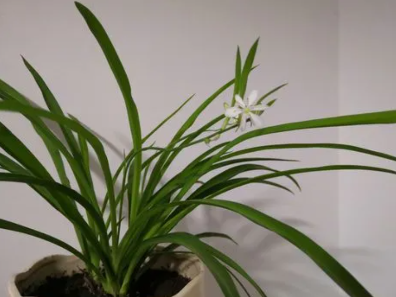 兰草花多长时间浇一次水呢