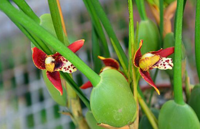 咖啡兰开花后怎么修剪