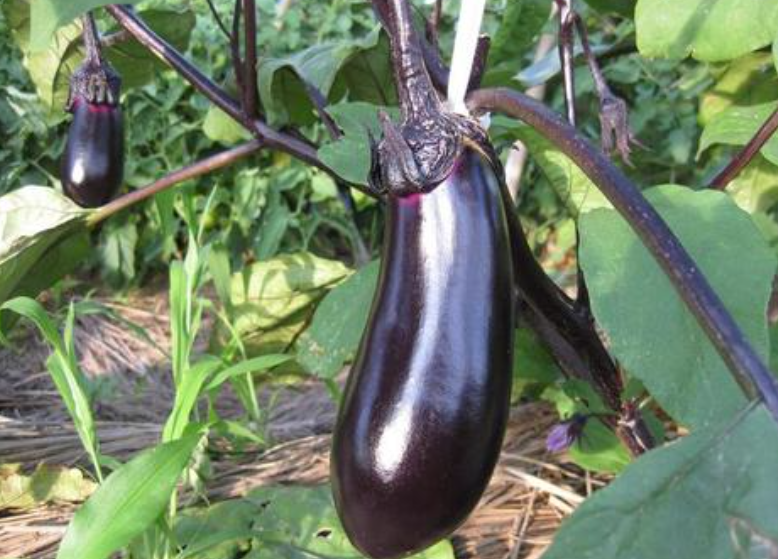 老茄树再长茄子方法