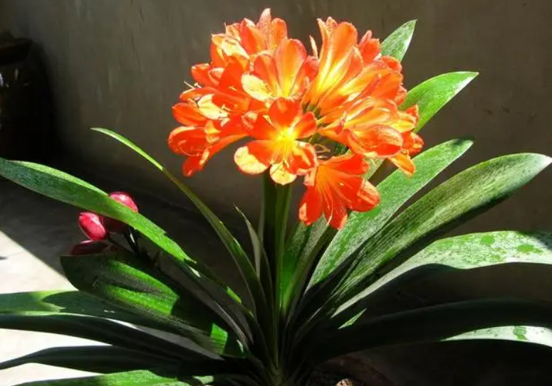 水培君子兰开花吗