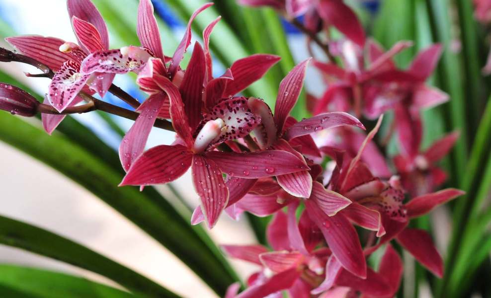 木屑养兰花怎样处理