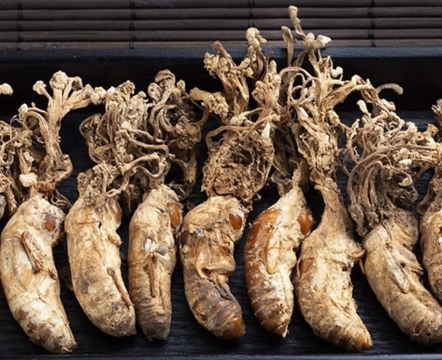 金蝉花的养殖方法