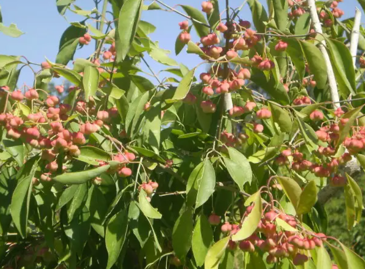 丝棉木树生长特点及养护