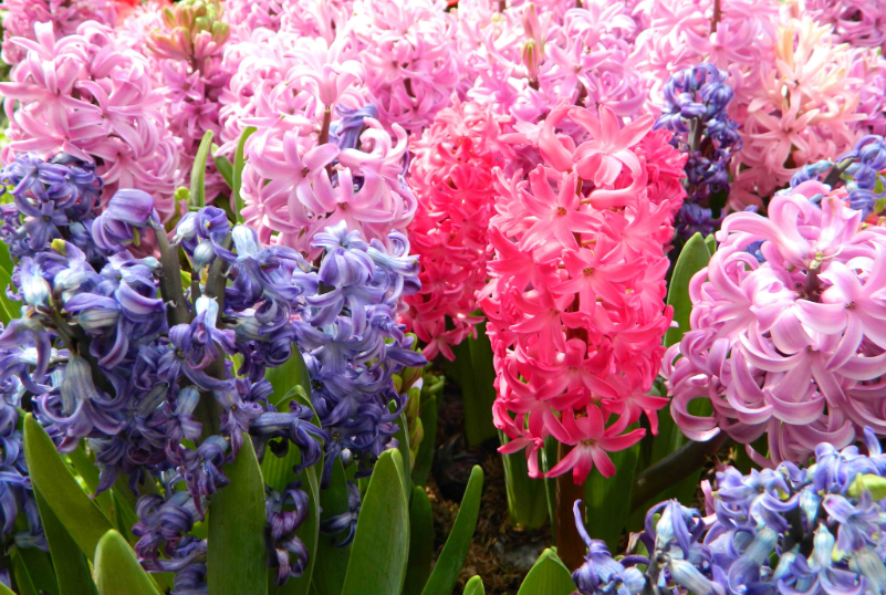 风信子叶子还没长好就开花