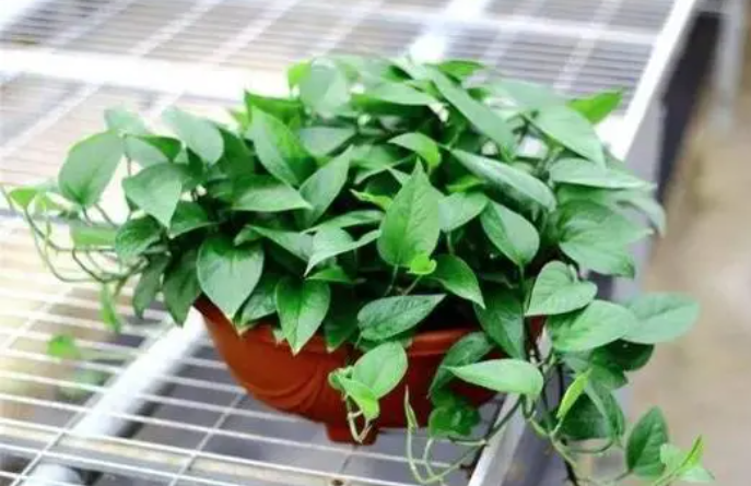 花多多10号肥料宜用什么植物