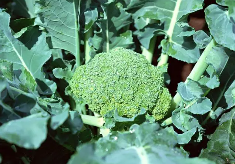 花菜什么时候开始种