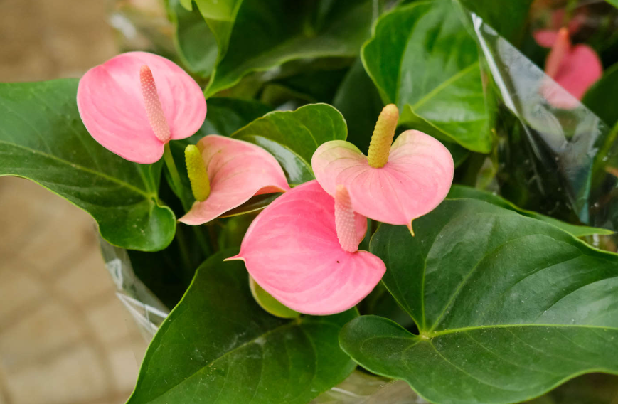 粉掌开花后怎么处理