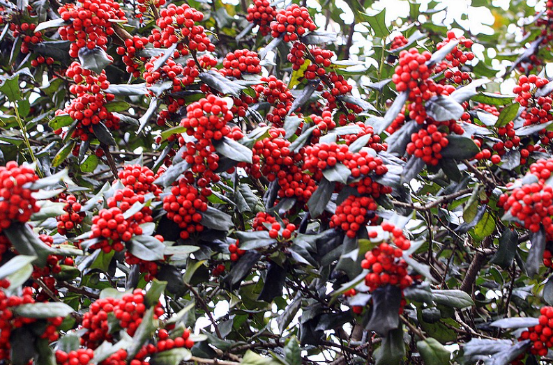 枸骨树种子如何发芽