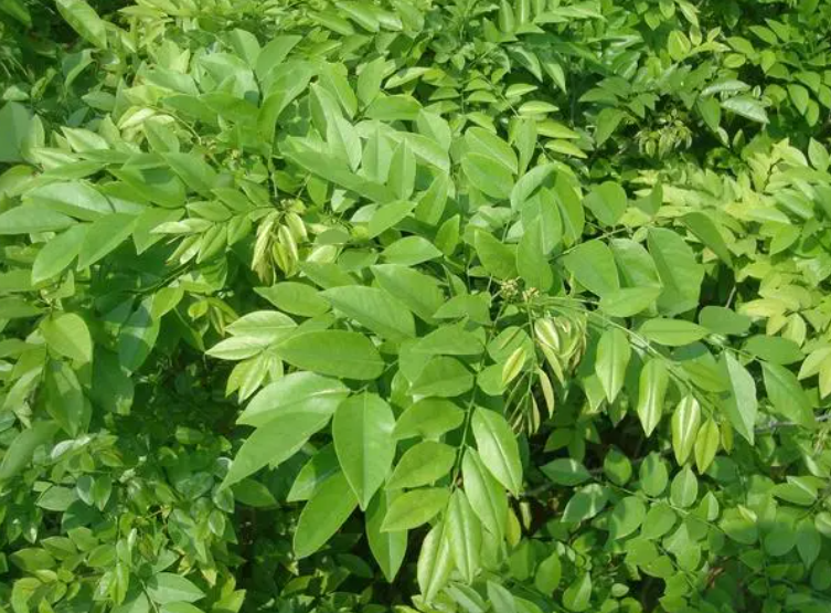 降香黄檀和黄花梨的区别