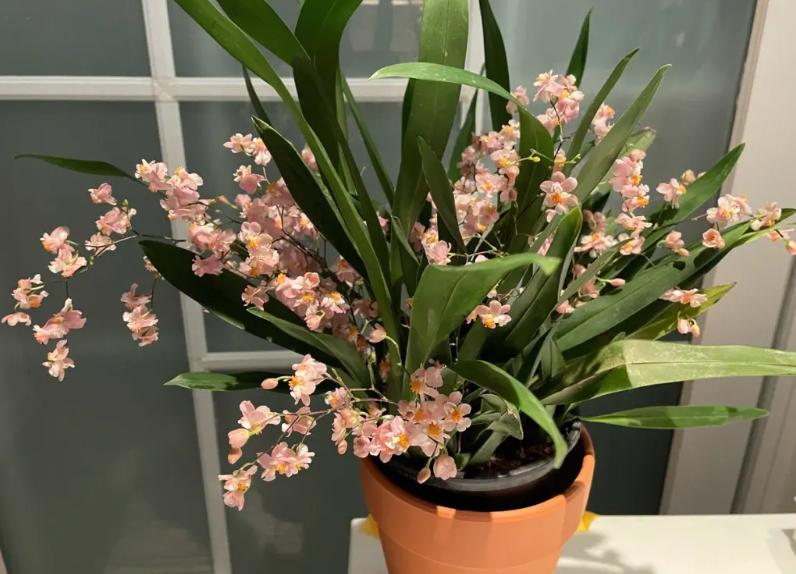 文心兰开花后怎么修剪