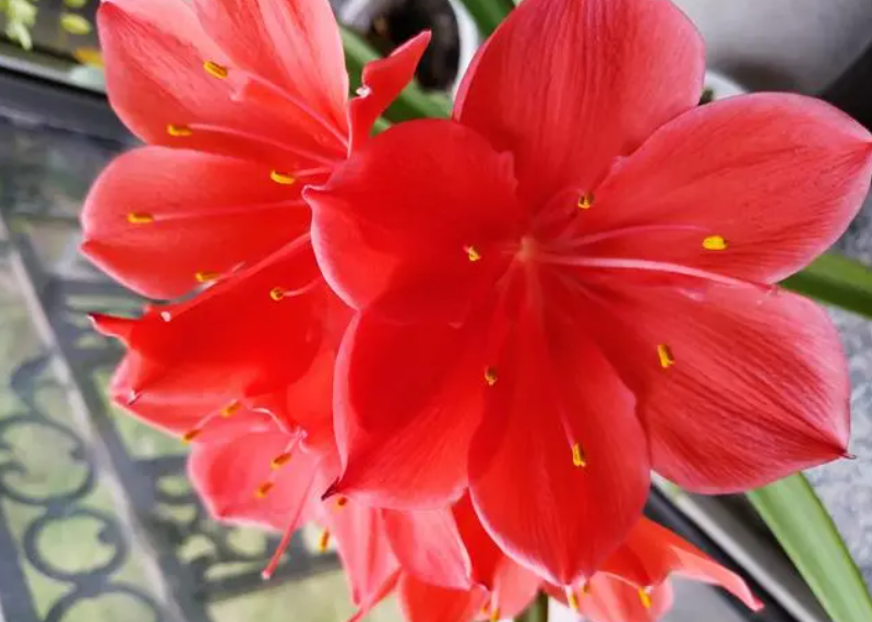 对对红花怎么繁殖