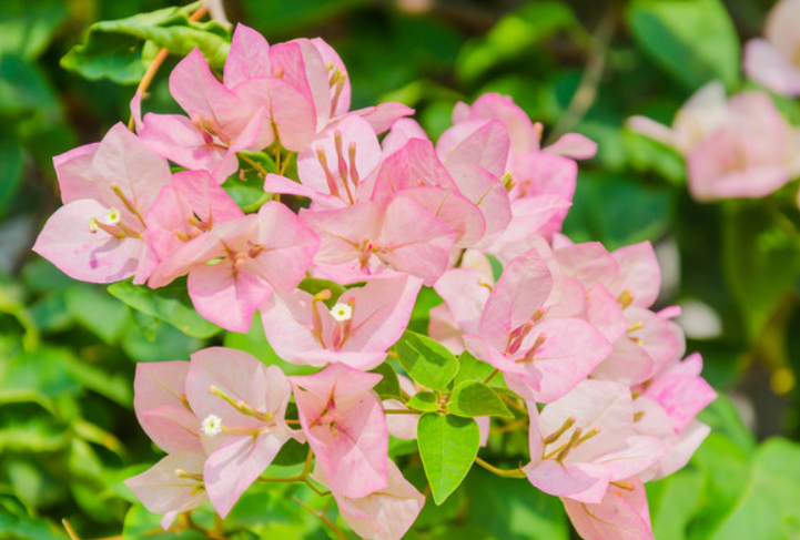 家庭常见的盆栽花卉