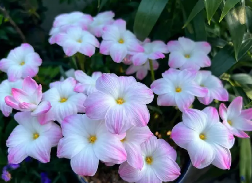 一年四季都不死的花