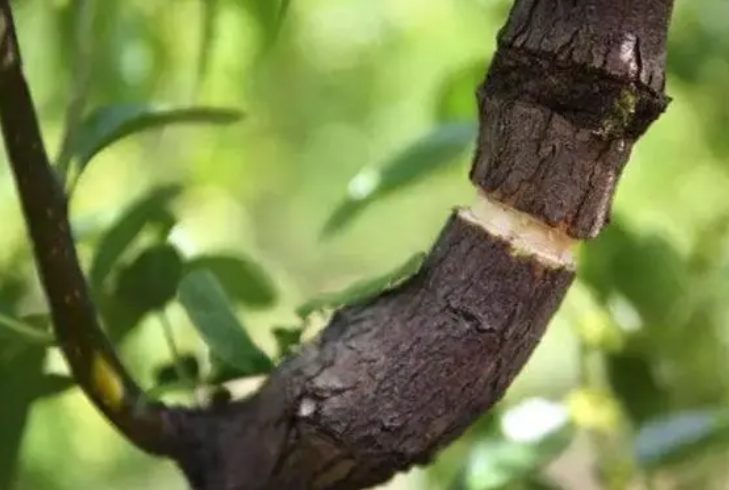 果树环剥的最佳时间