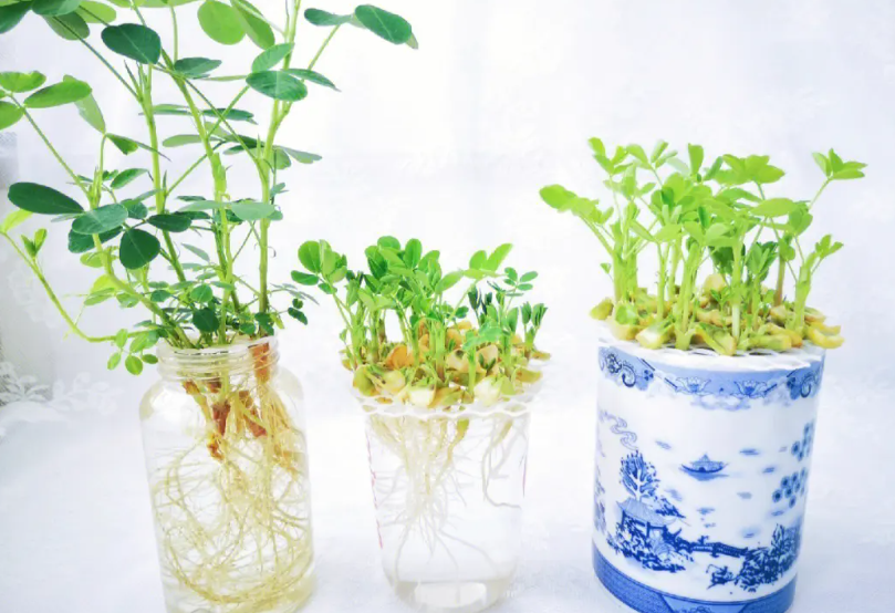 花生水培小盆栽养法