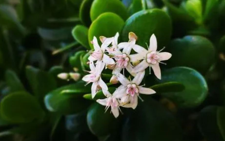 燕子掌为什么不开花