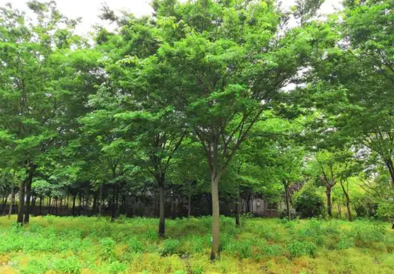 榉树种植方法和养护