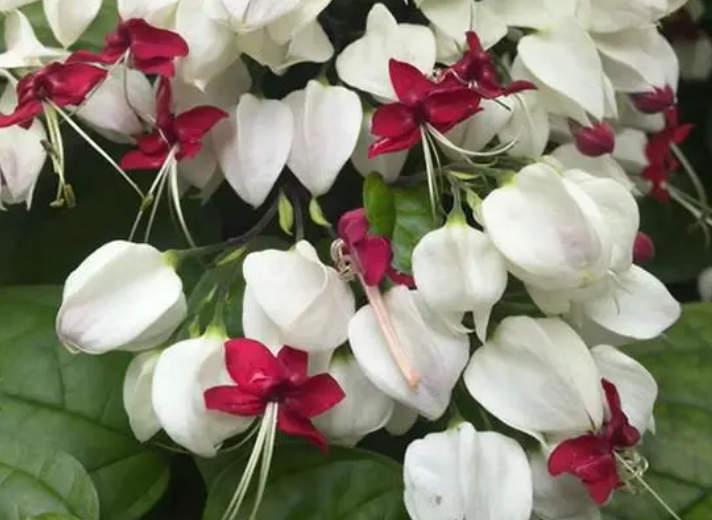 掐尖龙吐珠什么时候开花