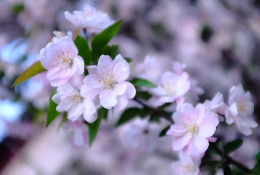 海棠花什么时候栽最适合