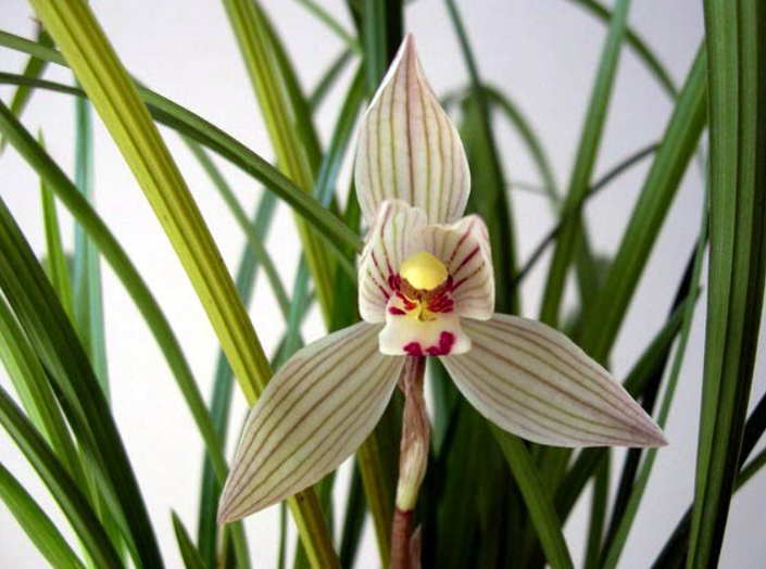 兰花莲瓣兰有什么特征