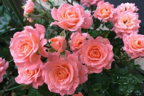 蒂娜月季花是一季吗