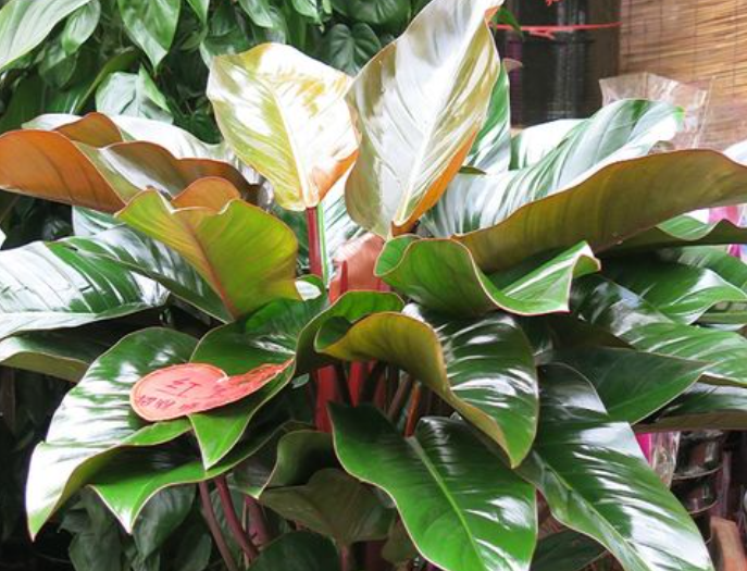 花卉红钻的养殖方法