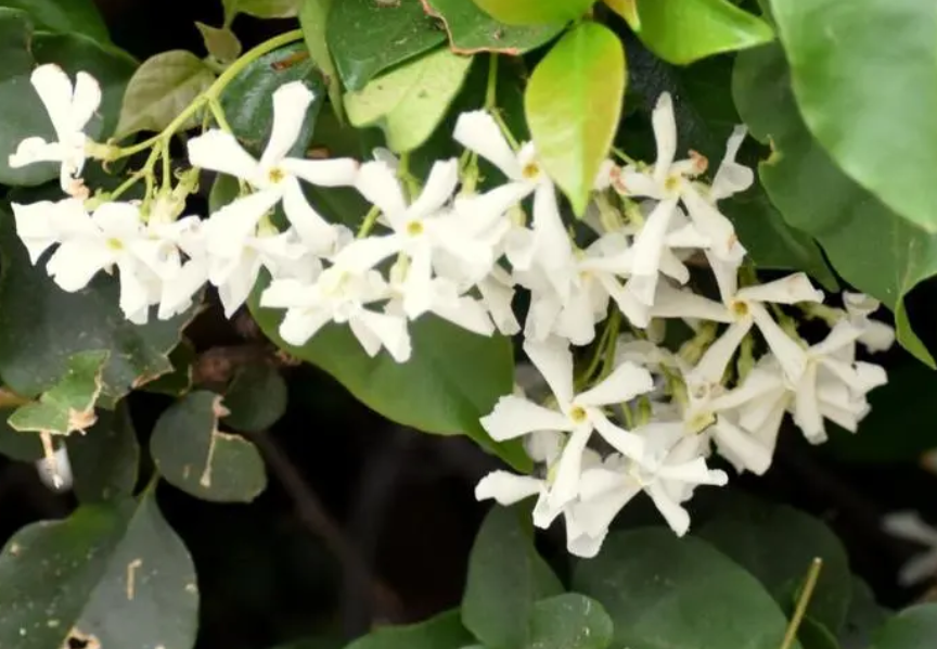 络石花怎么压枝移栽