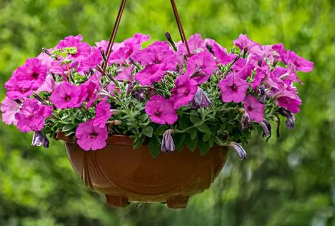 矮牵牛开完花就死了