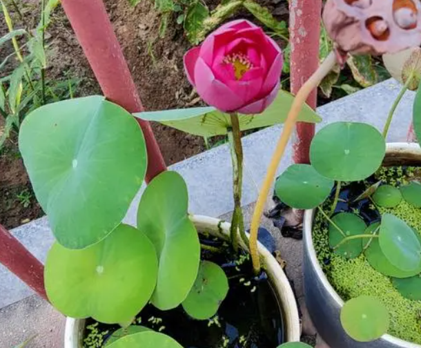 碗莲种子长多少立叶能开花吗