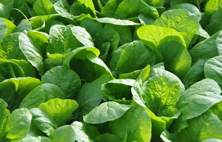 青菜长出菜花还能吃吗