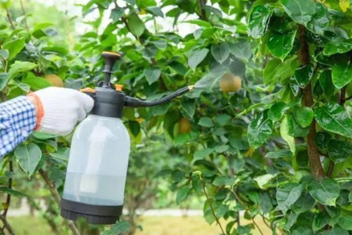 新栽的果树怎么浇水