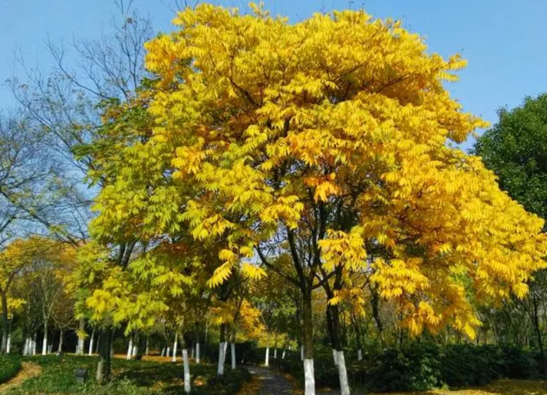 黄金树怎么养长得好