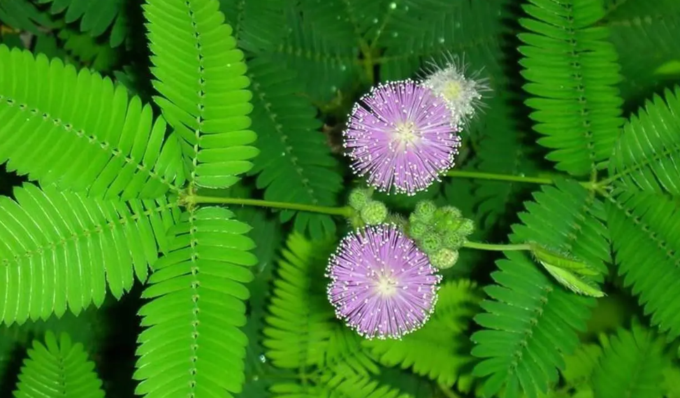 含羞草怎么养才能开花