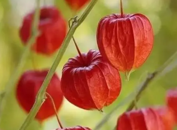 菇娘开花到成熟得多长时间