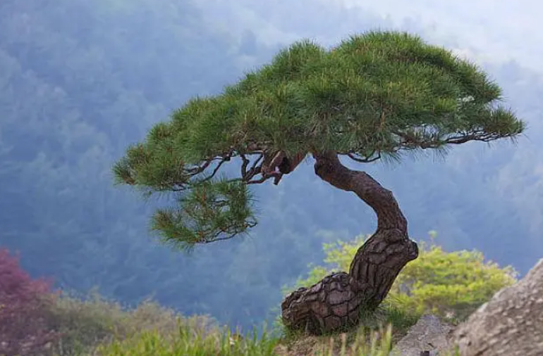 怎样让松树老桩发芽