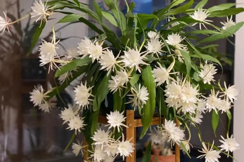 卷叶昙花多久浇水一次