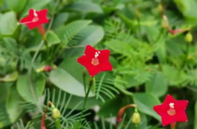 野花组合是多年生吗