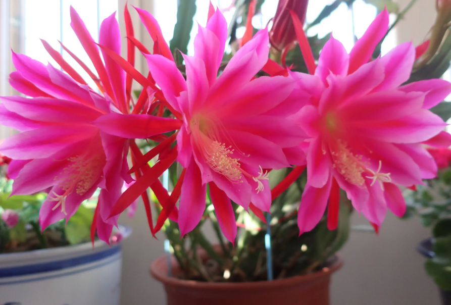 令箭荷花用什么土栽培好